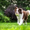 【犬の健康を維持できる】犬が遊べる庭づくりのポイント7つ